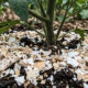 Por que espalhar casca de ovo moída na beira do jardim mantém lesmas, caracóis e outros bichos longe de vez