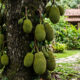A fruta que cresce rápido, não precisa de poda e enche o quintal de sombra sem sujar o piso