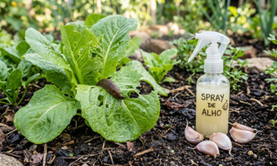Como proteger seu jardim de lesmas e caracóis. O truque barato e rápido com alho