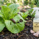 Como proteger seu jardim de lesmas e caracóis. O truque barato e rápido com alho