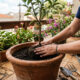 6 árvores frutíferas perfeitas para quintal pequeno cujas raízes não rancham o piso