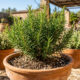 Alecrim é resistente a quase tudo, mas nunca o plante perto desta planta: onde plantá-lo no jardim e como usá-lo