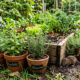 Sem veneno nem armadilhas: como repelir ratos do jardim naturalmente usando plantas e remédios caseiros.