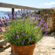 Lavanda em vaso precisa de sol direto, substrato drenado e rega moderada para florescer sem apodrecer as raízes.