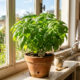 Os jardineiros concordam, “o manjericão precisa de luz. Se quiser colher folhas bonitas, deixe perto de uma janela ensolarada”