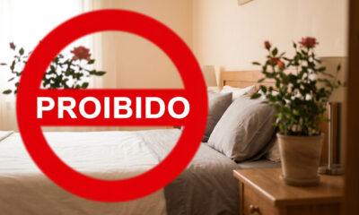 As 3 plantas que não podem ficar no quarto enquanto você dorme e o que colocar no lugar