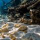 Tesouro ligado à Frota Espanhola de 1715 reapareceu após séculos no fundo do mar
