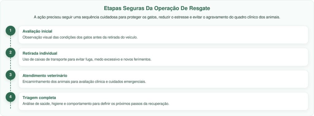 Policiais Localizam 29 Gatos Em Veículo Estacionado E Iniciam Operação De Resgate