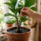 O truque do palito mostra quando a planta precisa de água e evita um erro comum na rega