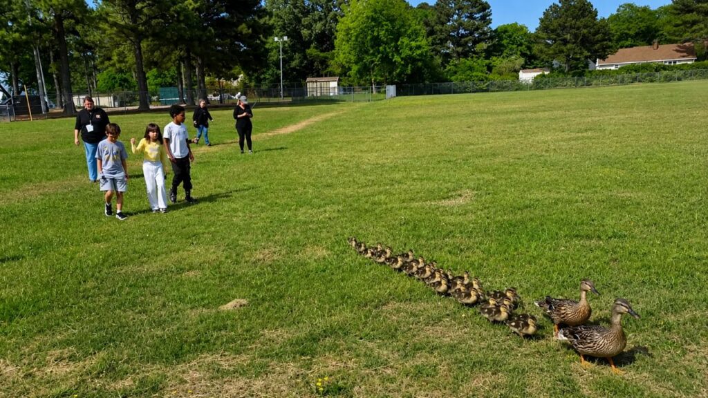 Alunos do ensino fundamental lideram caminhada de patos e resgatam 30 filhotes selvagens