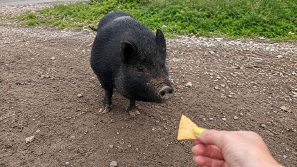 Resgatadora encontra porca abandonada em ferro-velho e salva animal com batatas fritas