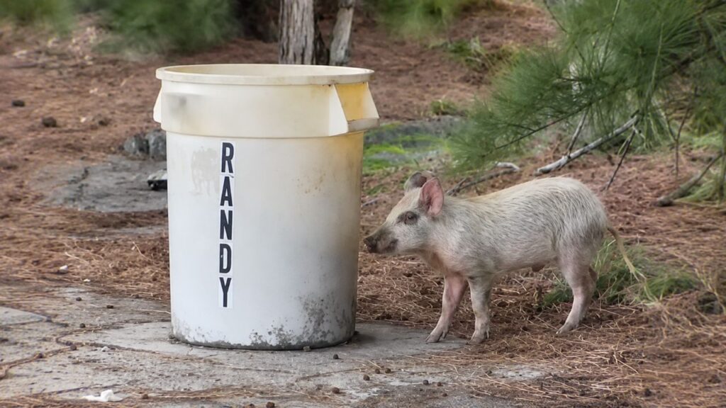 Passeadores de cães resgatam porco encontrado farejando lixo nas ruas
