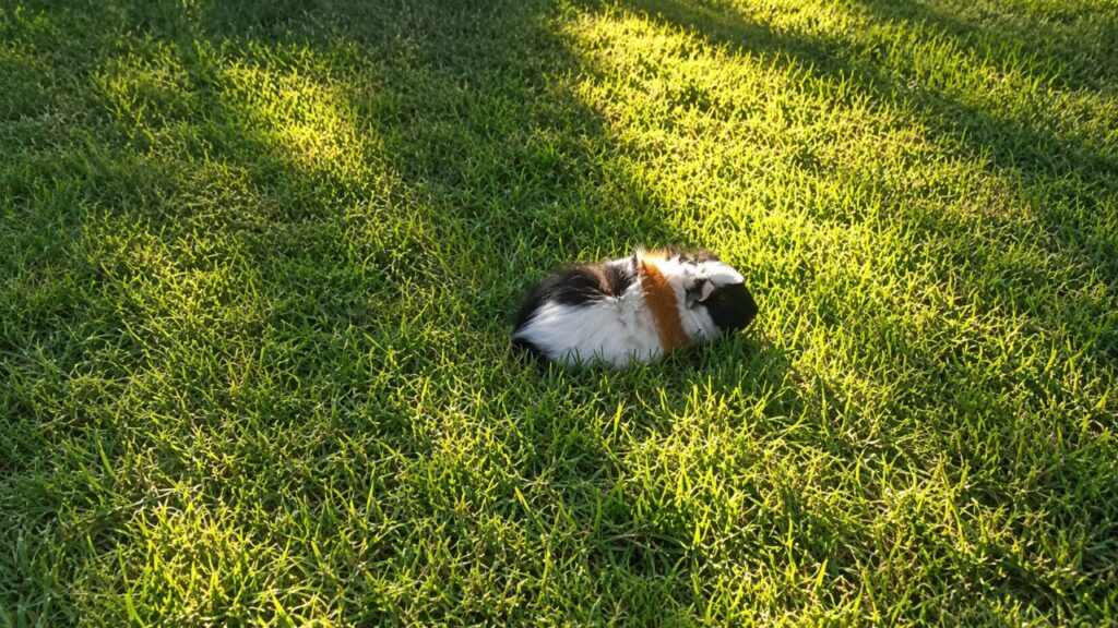 Pequena bola de pelos abandonada em parque espera por um lar cheio de amor
