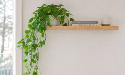 A planta certa pode transformar uma prateleira comum sem reforma