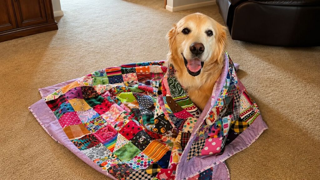 Cão idoso ganha presente artesanal cheio de lembranças emocionantes