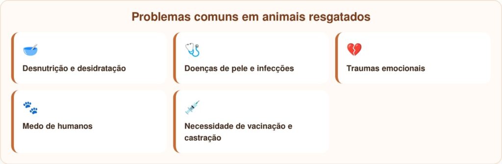Cachorro amarrado à cerca em escola abandonada nunca perdeu a esperança de ser salvo