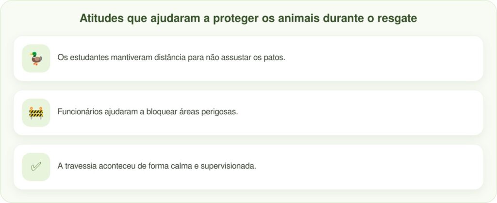 Alunos do ensino fundamental lideram caminhada de patos e resgatam 30 filhotes selvagens