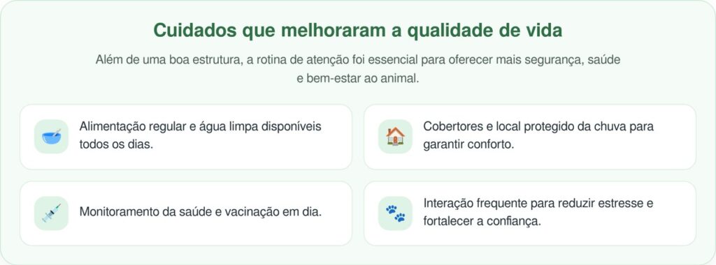 Cão de rua mais dócil recebe abrigo construído especialmente para ele