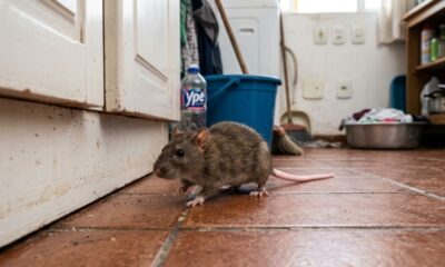 As 3 plantas de odor forte que afastam ratos do quintal e ainda são totalmente seguras para os seus cachorros brincarem por perto
