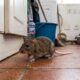 As 3 plantas de odor forte que afastam ratos do quintal e ainda são totalmente seguras para os seus cachorros brincarem por perto