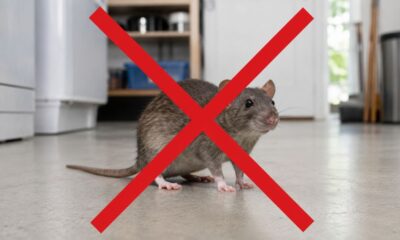 Mais eficaz do que ratoeiras adesivas! Ratos desaparecem das casas com esses "3 métodos essenciais para o controle de ratos": sem necessidade de capturá-los ou tocá-los, os ratos irão embora em massa