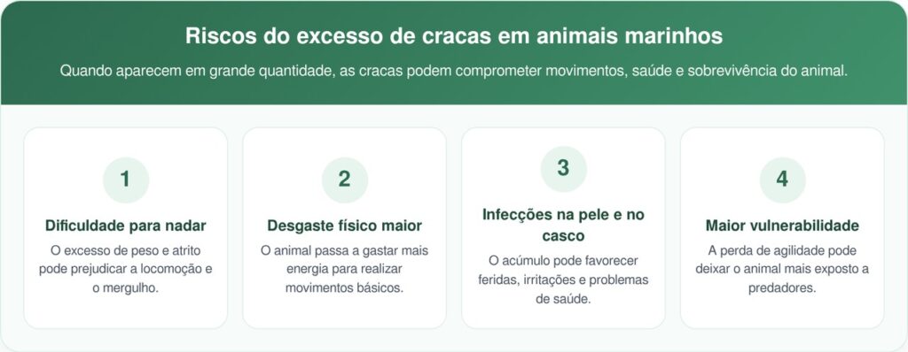 Equipes De Resgate Removem Cracas De Tartaruga Marinha Doente E Salvam Animal
