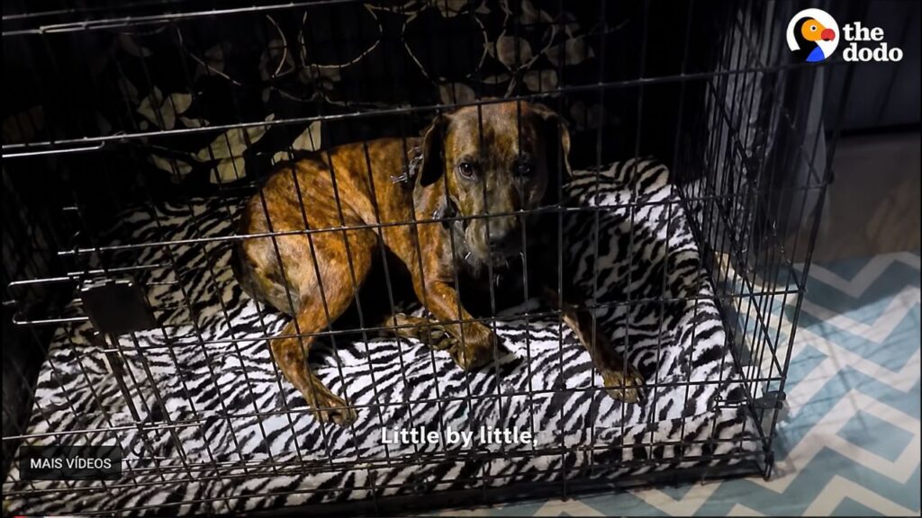 Meadow, o cão em lar temporário que aprendeu a ser cão do zero