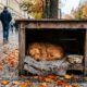Cão de rua mais dócil recebe abrigo construído especialmente para ele