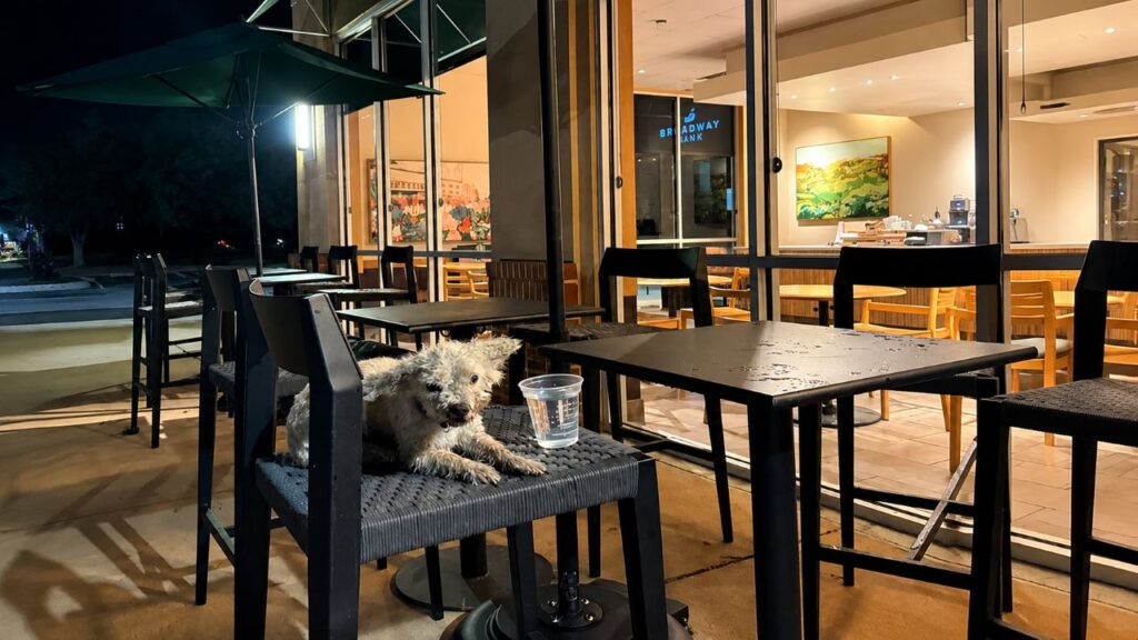 Pequeno poodle passa a noite toda no pátio do Starbucks esperando ser notado