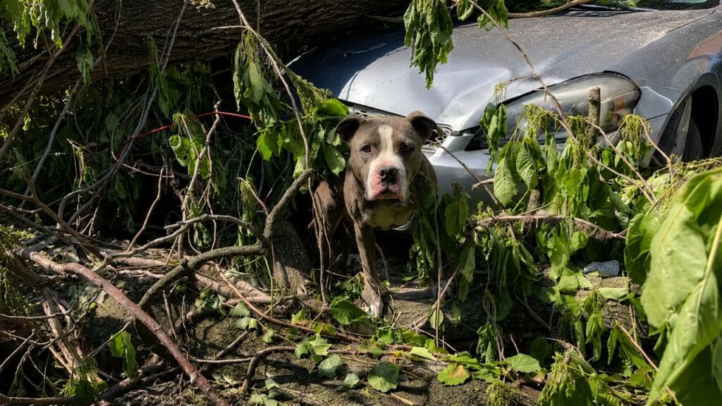 Eles ouviram gritos vindos dos destroços do tornado, até que uma cabeça surgiu