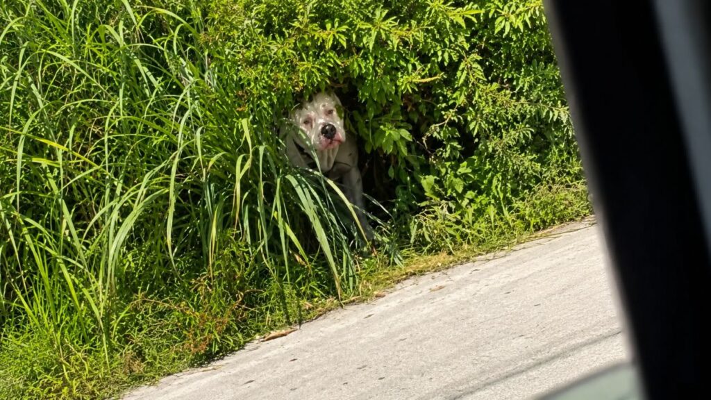 Mulheres avistam um clarão branco nos arbustos e descobrem um cachorro amarrado