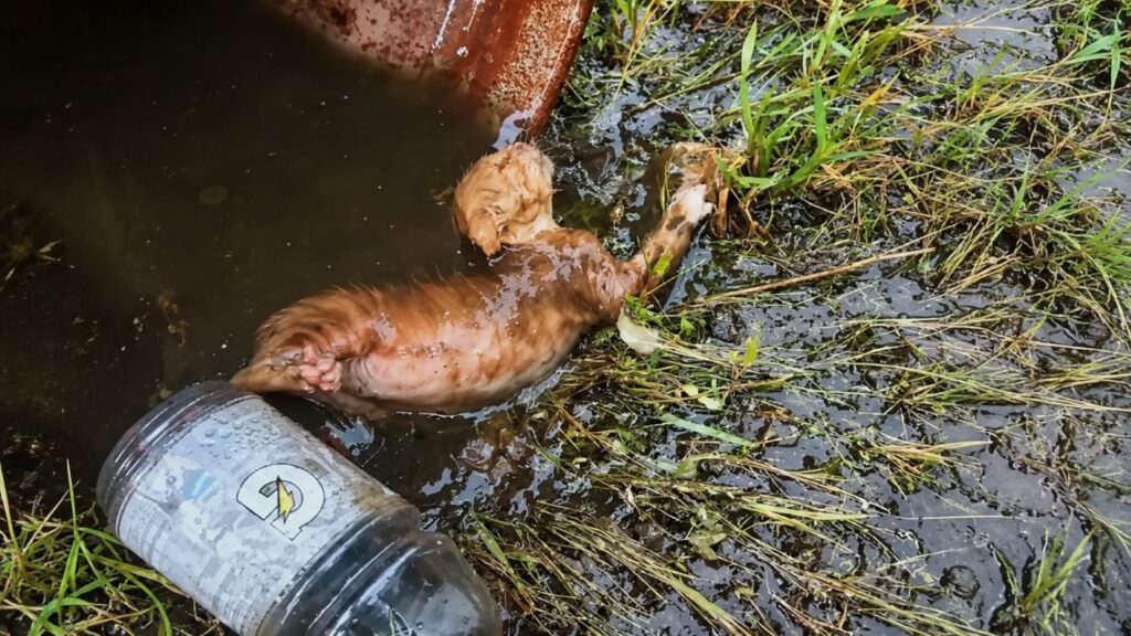 Gerente de obra encontra gatinha se afogando em um barril e corre para ajudar