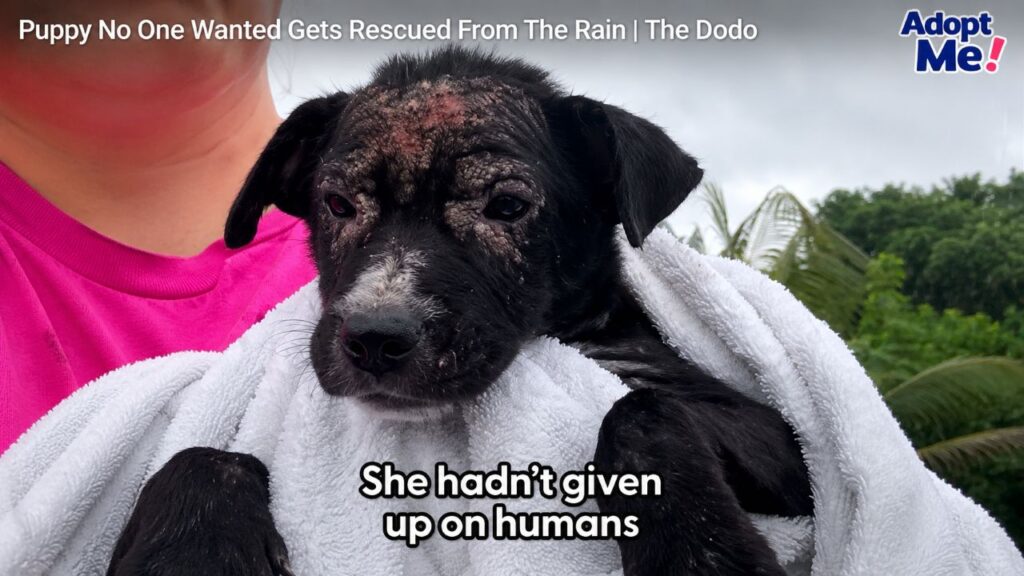 Cachorrinho abandonado é resgatado da chuva e ganha nova chance