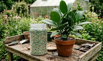 Como escolher o melhor adubo para plantas e evitar erros que prejudicam folhas, flores e raízes