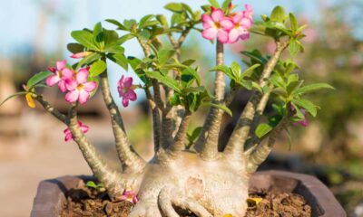 Troca de vaso da rosa do deserto exige cuidados para evitar danos e estimular a floração