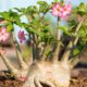 Troca de vaso da rosa do deserto exige cuidados para evitar danos e estimular a floração
