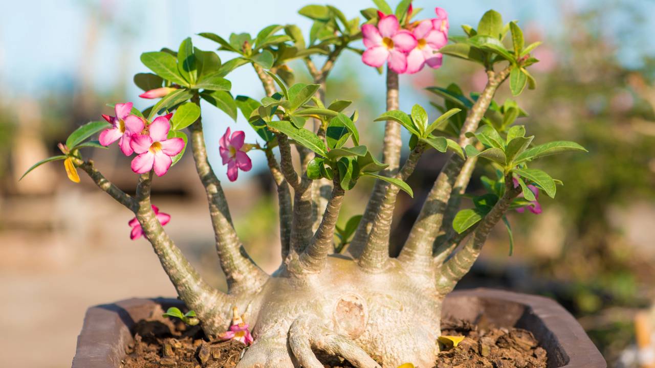 Troca de vaso da rosa do deserto exige cuidados para evitar danos e estimular a floração