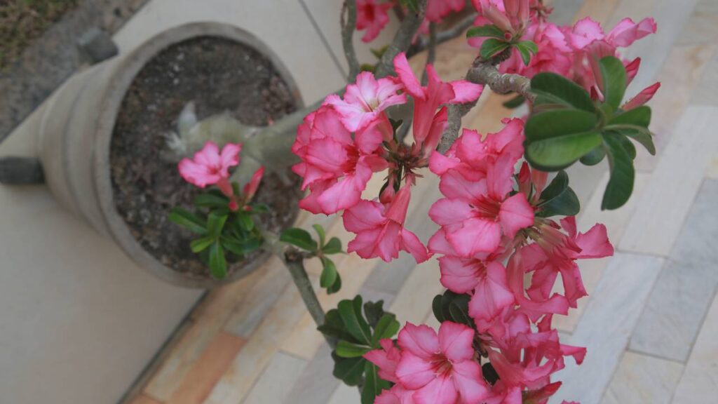 Troca de vaso da rosa do deserto exige cuidados para evitar danos e estimular a floração