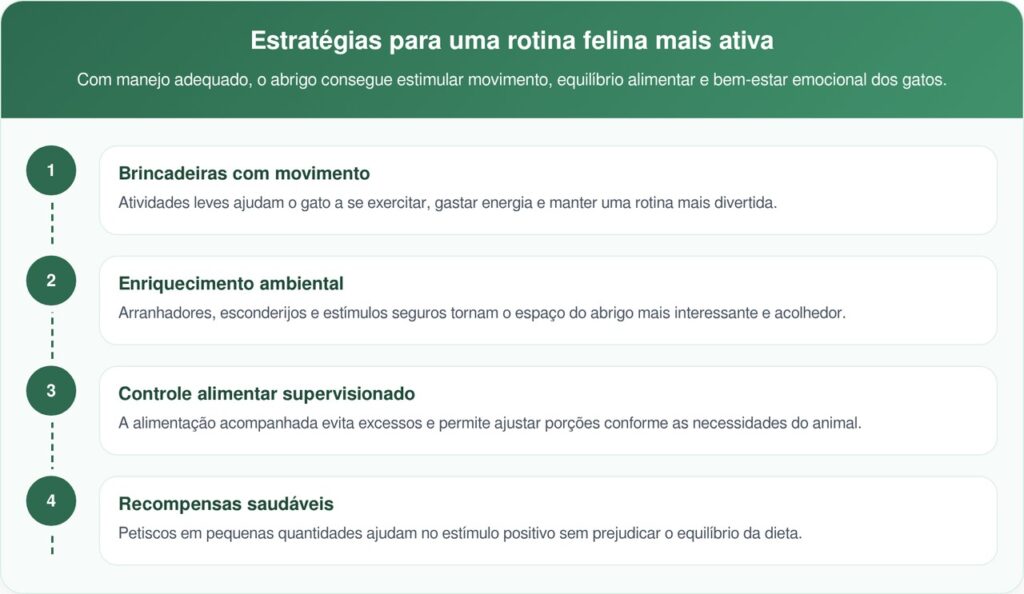Gatinha Gordinha De Abrigo Emagrece Após Descobrir Amor Por Banana