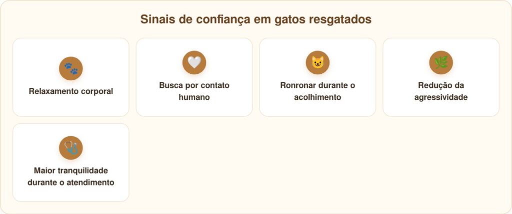 Gato ferido se derrete nos braços do socorrista ao perceber que está seguro