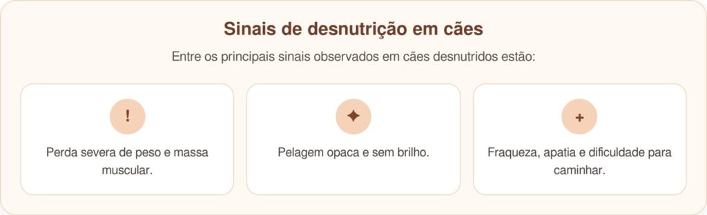 Cadela resgatada é encontrada muito magra sob arbustos e emociona com transformação