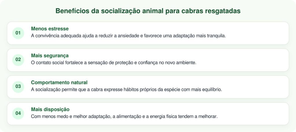 Cabra resgatada supera o isolamento ao encontrar outras iguais a ela
