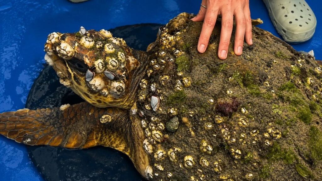 Equipes De Resgate Removem Cracas De Tartaruga Marinha Doente E Salvam Animal