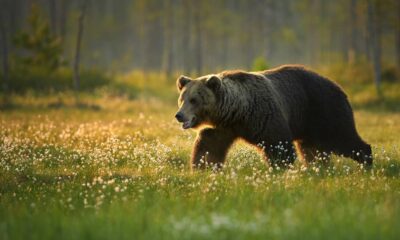 Arqueólogos descobrem crânio de urso usado em lutas de gladiadores romanos