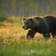 Arqueólogos descobrem crânio de urso usado em lutas de gladiadores romanos