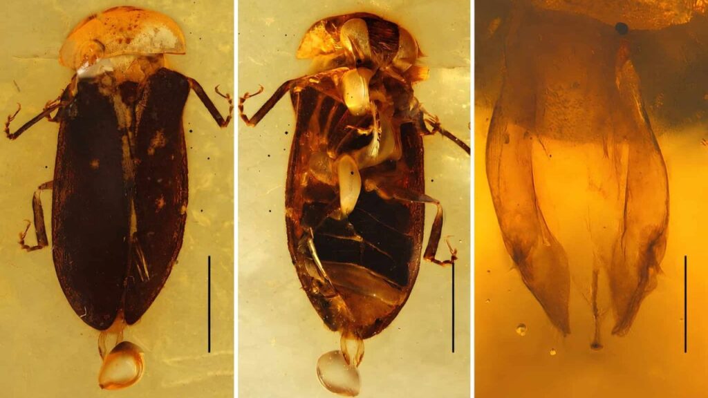 Vaga-lume de 99 milhões de anos é encontrado preservado em âmbar e surpreende cientistas