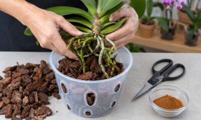 Por que as raízes das orquídeas mofam e como salvar a planta rapidamente: aplique esse pó que custa pouco no mercado