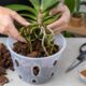 Por que as raízes das orquídeas mofam e como salvar a planta rapidamente: aplique esse pó que custa pouco no mercado