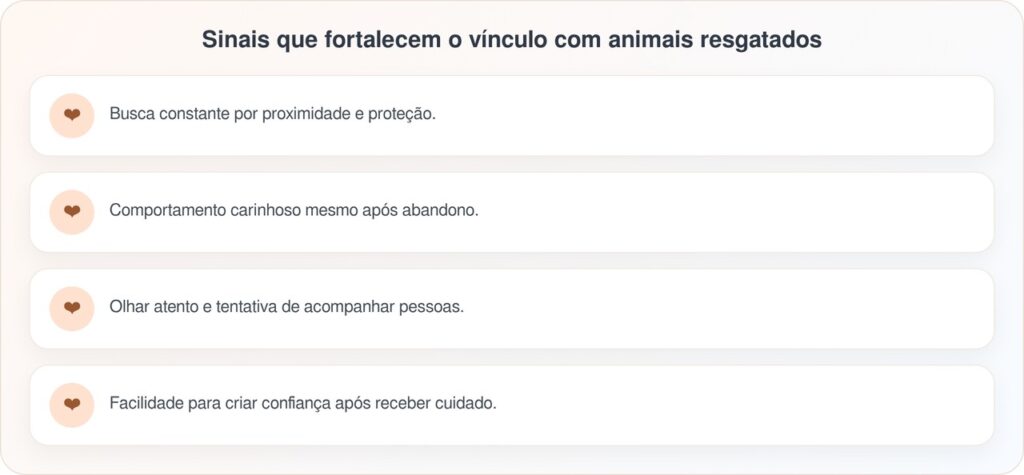 Casal conhece cadela de rua durante as férias e decide adotá-la