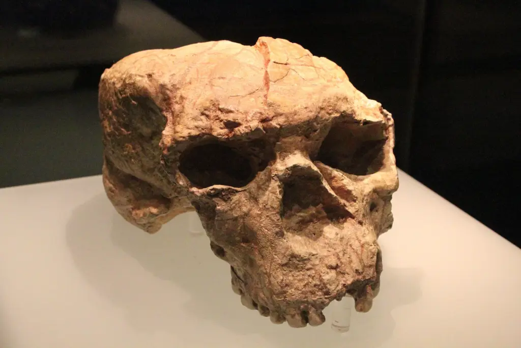 Crânios de Homo erectus na China podem reescrever a história da chegada dos primeiros humanos ao leste da Ásia